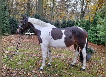 Pinto, Klacz, 7 lat, 156 cm, Srokata
