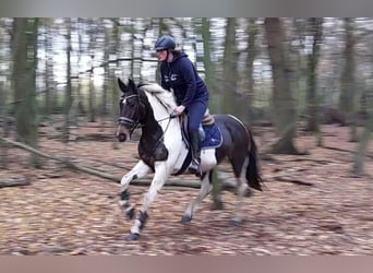 Pinto, Klacz, 7 lat, 156 cm, Srokata