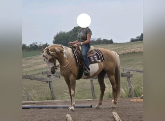 Pinto, Klacz, 7 lat, 160 cm, Izabelowata