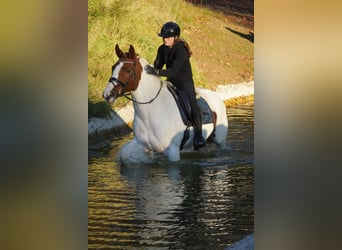 Pinto, Klacz, 7 lat, 162 cm, Srokata