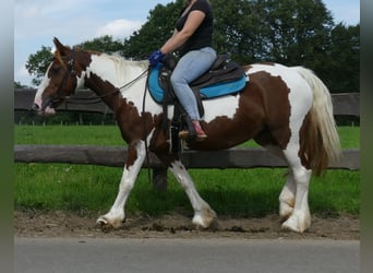 Pinto, Klacz, 8 lat, 148 cm, Srokata