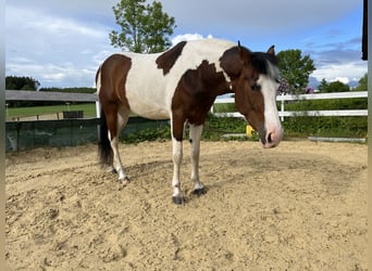 Pinto Mix, Klacz, 8 lat, 155 cm, Srokata