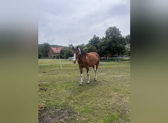 Pinto Mix, Klacz, 8 lat, 158 cm, Srokata