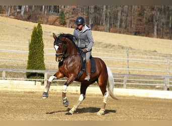 Pinto, Klacz, 8 lat, 165 cm, Srokata