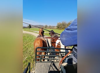 Pinto, Klacz, 8 lat, 165 cm, Srokata