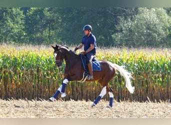 Pinto, Klacz, 8 lat, 165 cm, Srokata