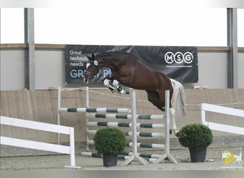 Pinto, Klacz, 8 lat, 165 cm, Srokata
