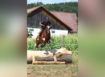 Pinto, Klacz, 8 lat, 165 cm, Srokata