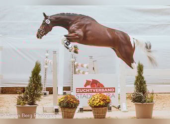 Pinto, Klacz, 8 lat, 165 cm, Srokata