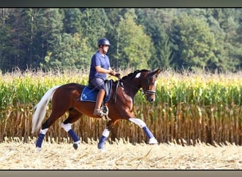 Pinto, Klacz, 8 lat, 165 cm, Srokata