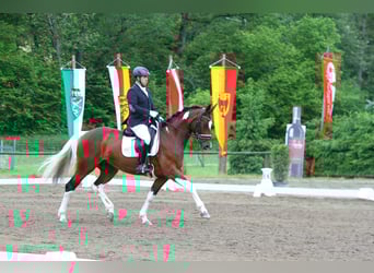 Pinto, Klacz, 8 lat, 165 cm, Srokata
