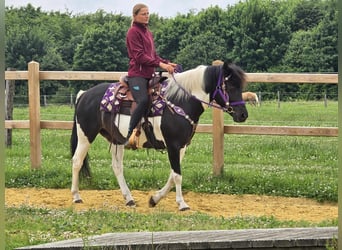 Pinto, Klacz, 9 lat, 145 cm, Siwa