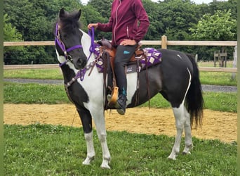 Pinto, Klacz, 9 lat, 145 cm, Siwa
