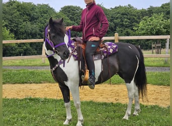 Pinto, Klacz, 9 lat, 145 cm, Siwa