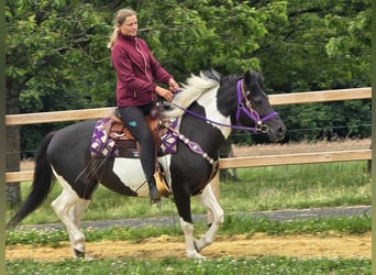 Pinto, Klacz, 9 lat, 145 cm, Siwa