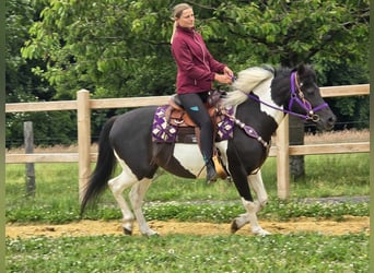 Pinto, Klacz, 9 lat, 145 cm, Siwa