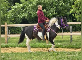 Pinto, Klacz, 9 lat, 145 cm, Siwa