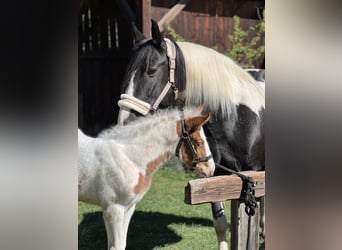 Pinto Mix, Klacz, 9 lat, 155 cm, Srokata