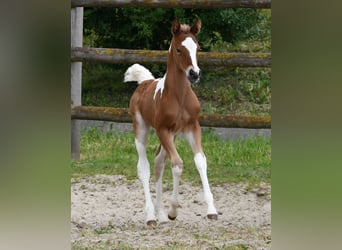 Pinto, Klacz, Źrebak (04/2026), 154 cm, Tobiano wszelkich maści