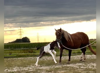 Pinto Mix, Klacz, Źrebak (08/2024), 160 cm, Srokata