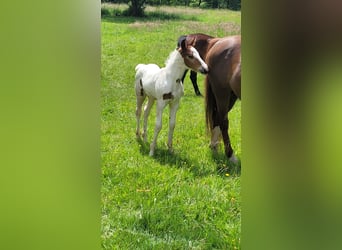 Pinto Mix, Klacz, , Srokata