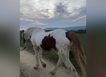 Pinto Mix, Ogier, 19 lat, 163 cm, Srokata