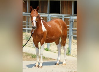 Pinto Mix, Ogier, 1 Rok, 140 cm, Srokata