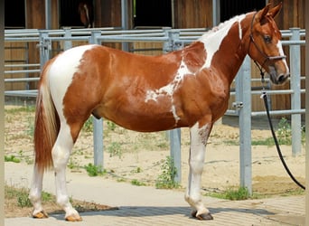 Pinto Mix, Ogier, 1 Rok, 140 cm, Srokata