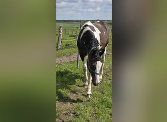 Pinto Mix, Ogier, 1 Rok, 168 cm, Srokata