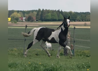 Pinto Mix, Ogier, 1 Rok, 168 cm, Srokata
