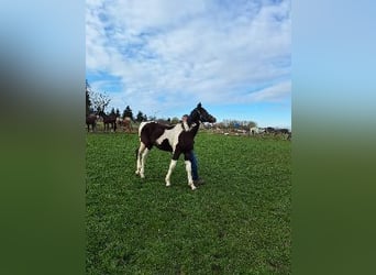 Pinto Mix, Ogier, 1 Rok, 170 cm, Srokata