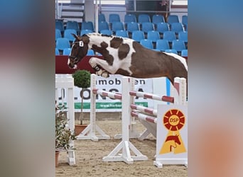 Pinto, Ogier, 3 lat, 155 cm, Srokata