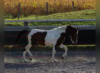 Pinto Mix, Ogier, 3 lat, Tobiano wszelkich maści