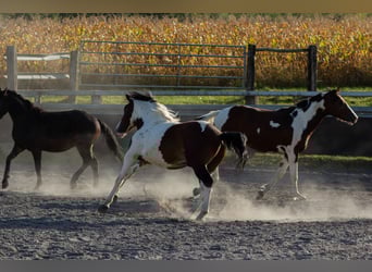 Pinto Mix, Ogier, 3 lat, Tobiano wszelkich maści
