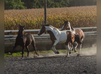 Pinto Mix, Ogier, 3 lat, Tobiano wszelkich maści