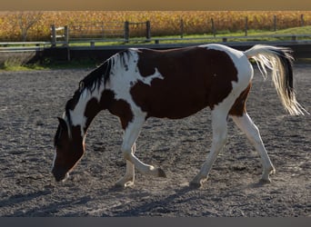 Pinto Mix, Ogier, 3 lat, Tobiano wszelkich maści