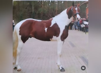 Pinto, Ogier, 5 lat, 165 cm, Srokata