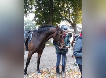 Pinto, Wałach, 10 lat, 157 cm, Bułana