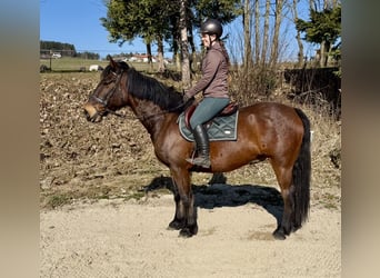 Pinto, Wałach, 11 lat, 158 cm, Gniada