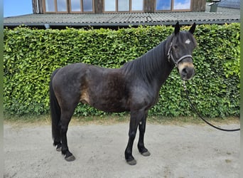 Pinto, Wałach, 12 lat, 150 cm, Ciemnogniada