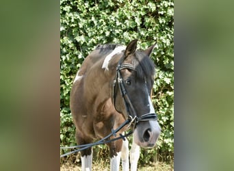 Pinto, Wałach, 12 lat, 155 cm, Srokata