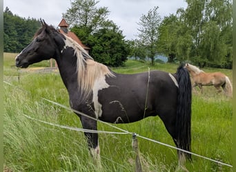 Pinto, Wałach, 13 lat, 155 cm, Srokata