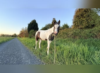 Pinto Mix, Wałach, 13 lat, 158 cm, Srokata