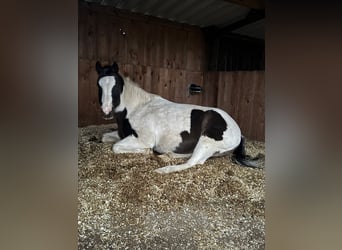 Pinto Mix, Wałach, 13 lat, 158 cm, Srokata