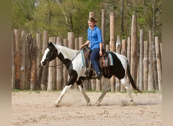 Pinto, Wałach, 14 lat, 157 cm, Srokata