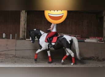 Pinto Mix, Wałach, 15 lat, 158 cm, Srokata