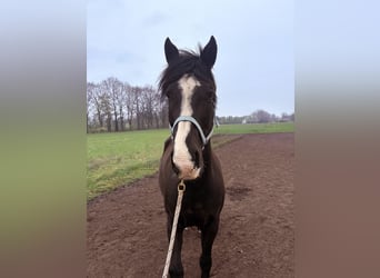 Pinto, Wałach, 17 lat, 165 cm, Kara