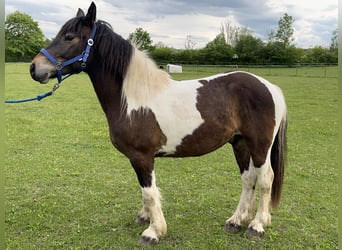 Pinto, Wałach, 3 lat, 146 cm, Tobiano wszelkich maści