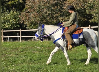 Pinto, Wałach, 3 lat, 149 cm, Srokata
