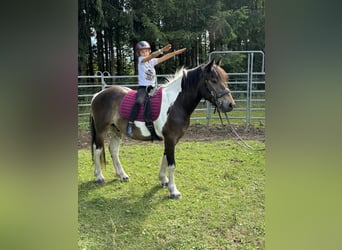 Pinto Mix, Wałach, 3 lat, 150 cm, Tobiano wszelkich maści